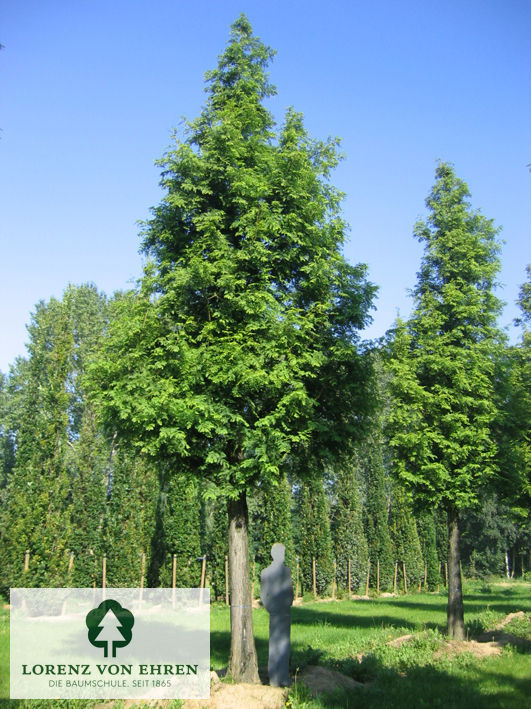 Metasequoia glyptostroboides