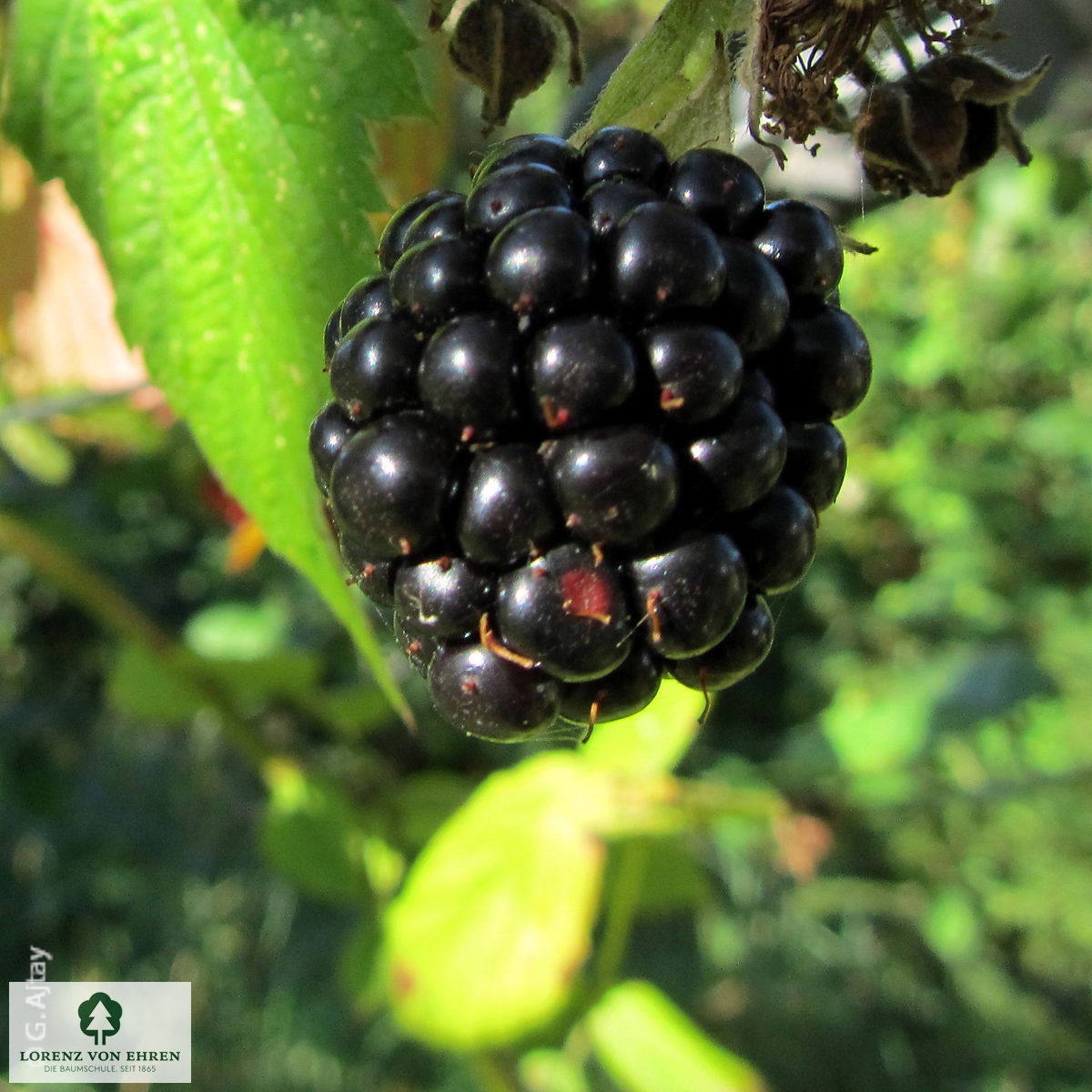 Rubus fruticosus 'Thornfree'