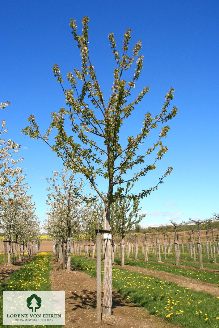 Prunus avium 'Burlat'