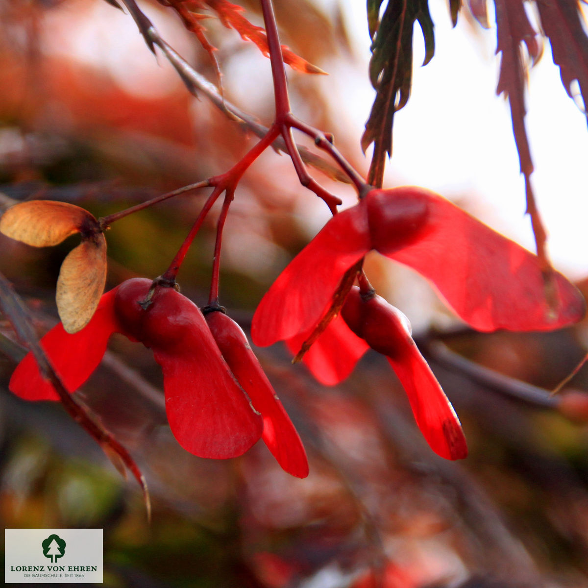 Acer palmatum 'Dissectum Garnet'