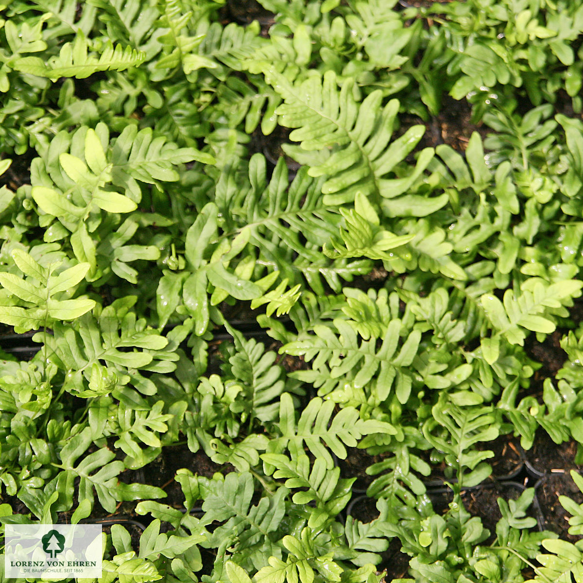 Polypodium vulgare