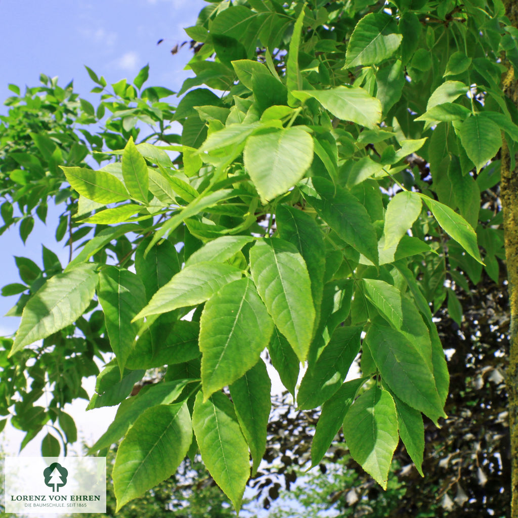 Fraxinus americana