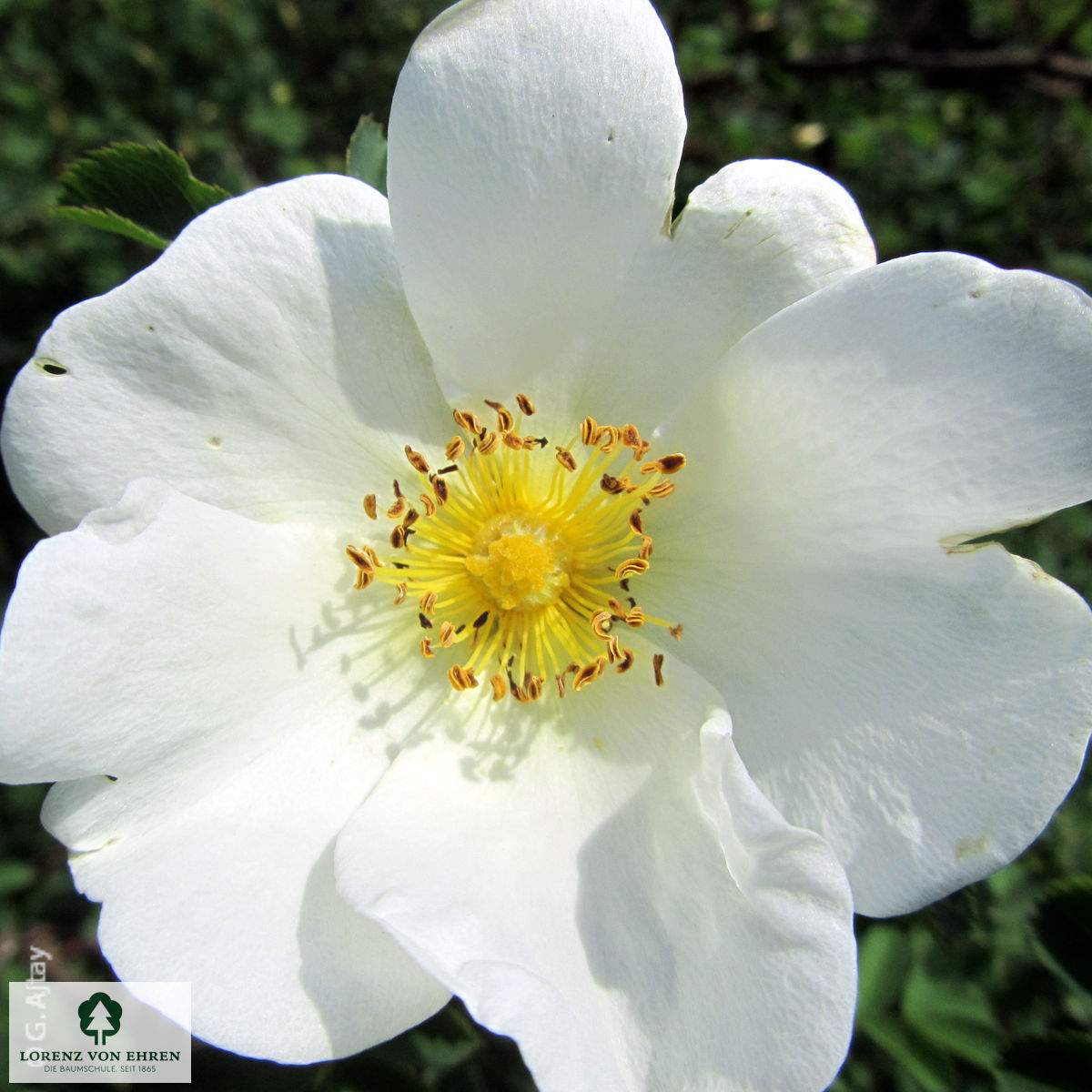 Rosa pimpinellifolia
