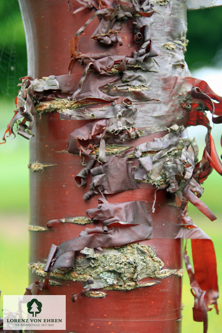 Prunus serrula