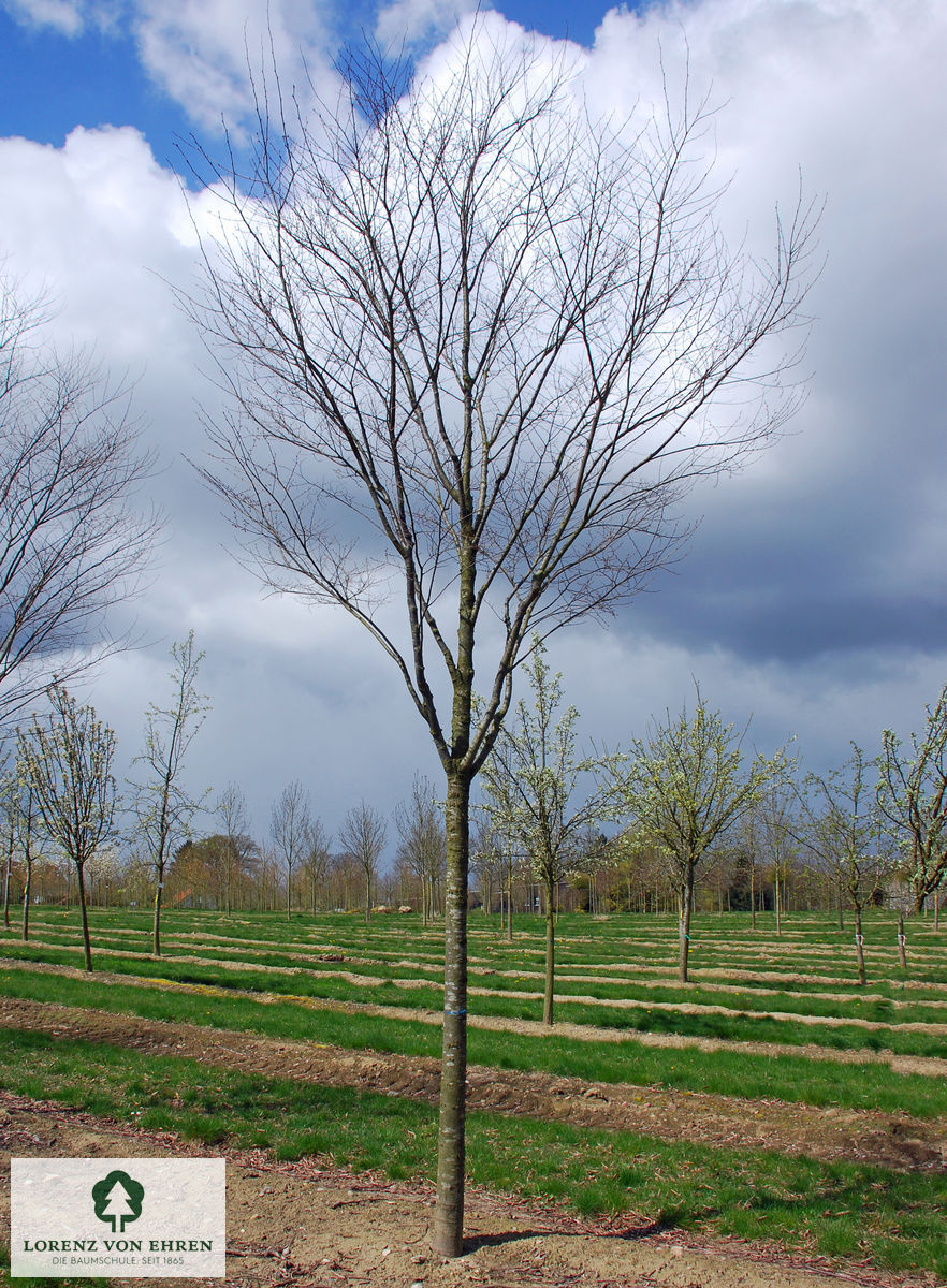 Zelkova serrata