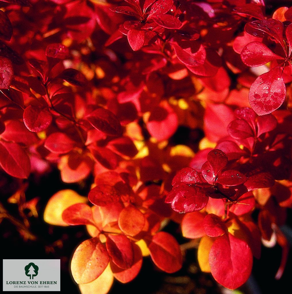 Berberis thunbergii 'Atropurpurea'