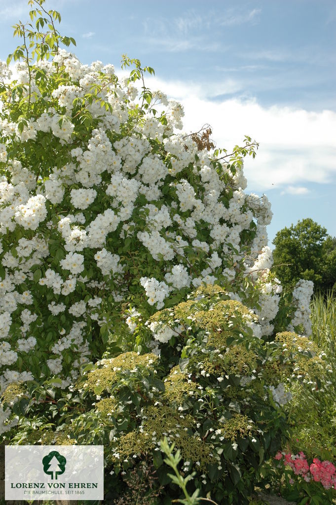 Rosa 'Bobbie James'