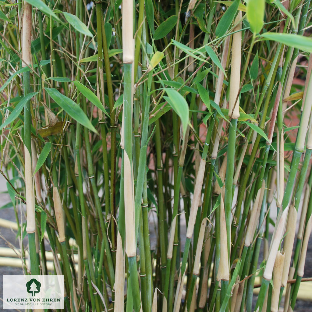 Fargesia murielae 'Fresena' [-R-]