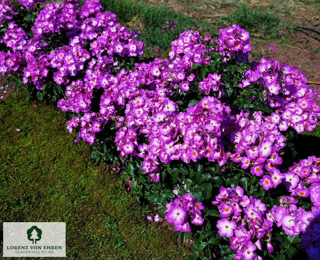 Rosa 'Phlox Meidiland'
