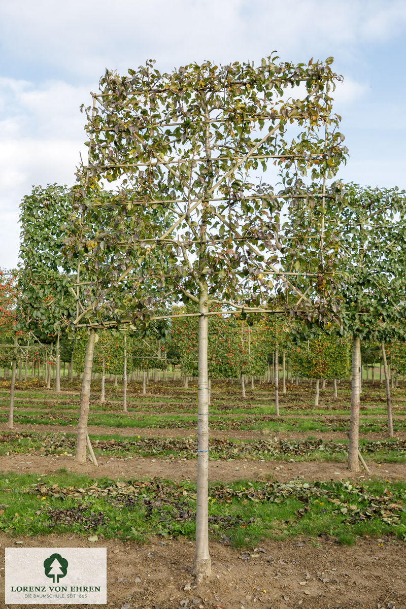 Pyrus communis 'Clapps Liebling'