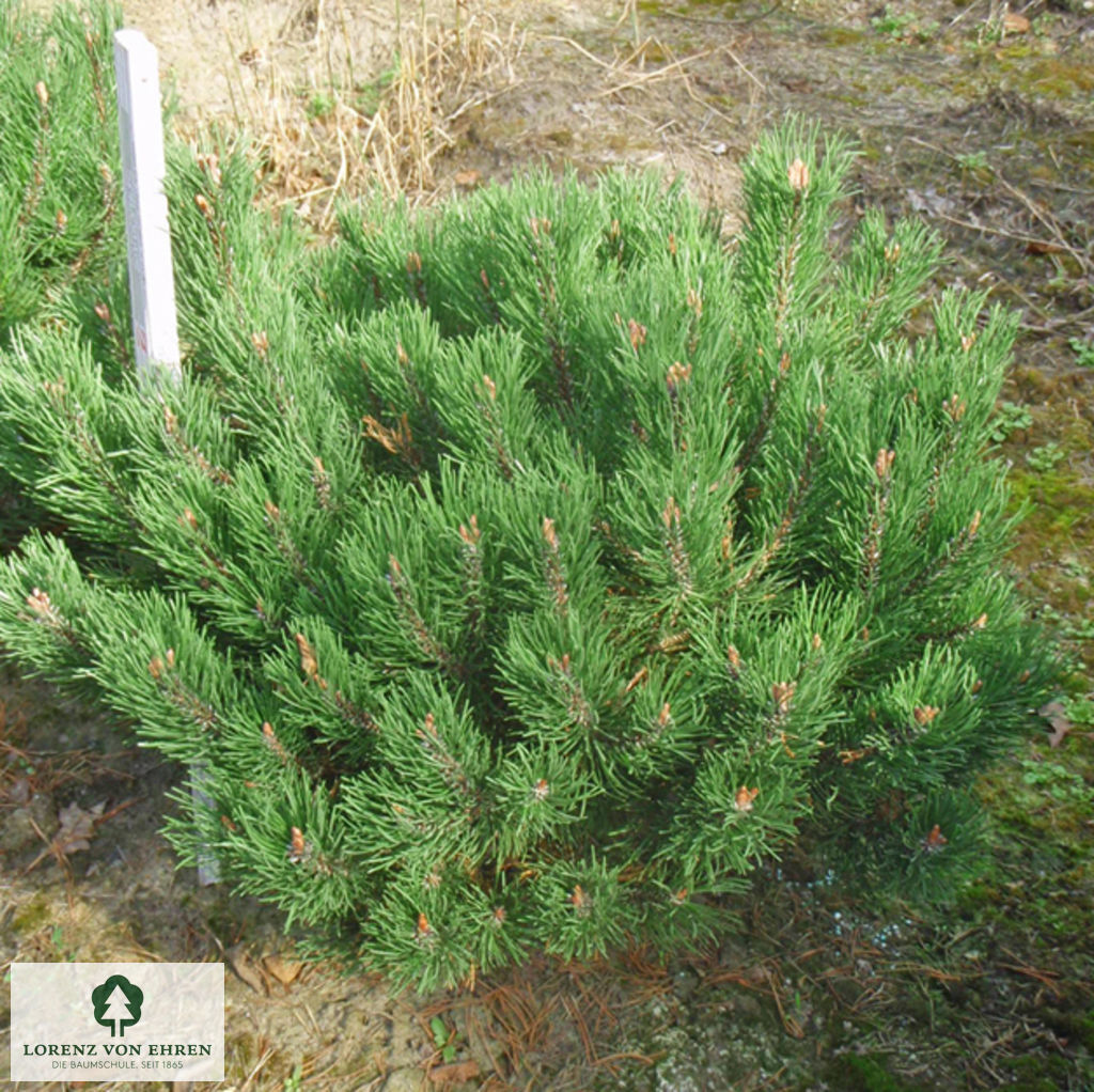 Pinus mugo 'Gnom'