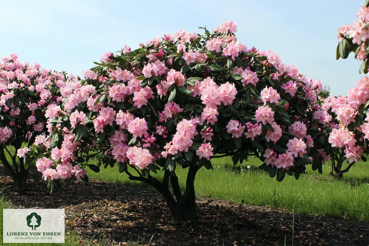 Rhododendron Hybride 'Scintillation'