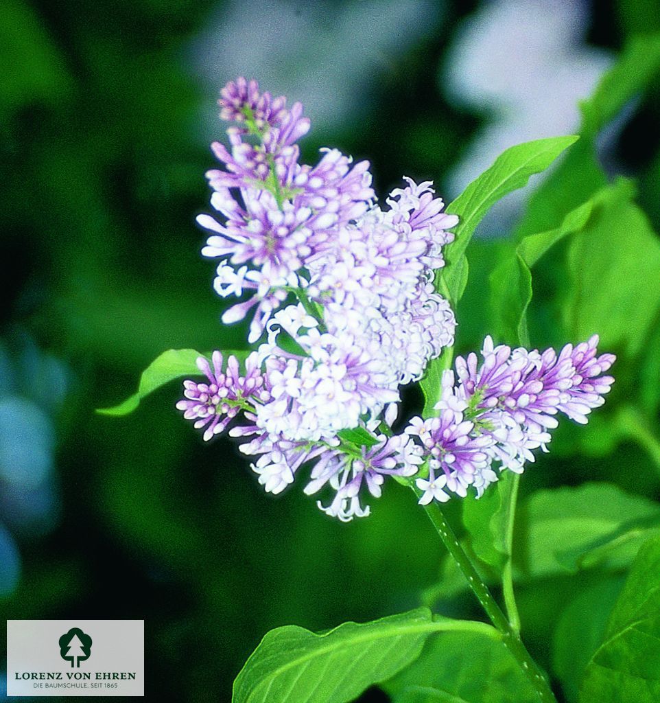 Syringa josikaea