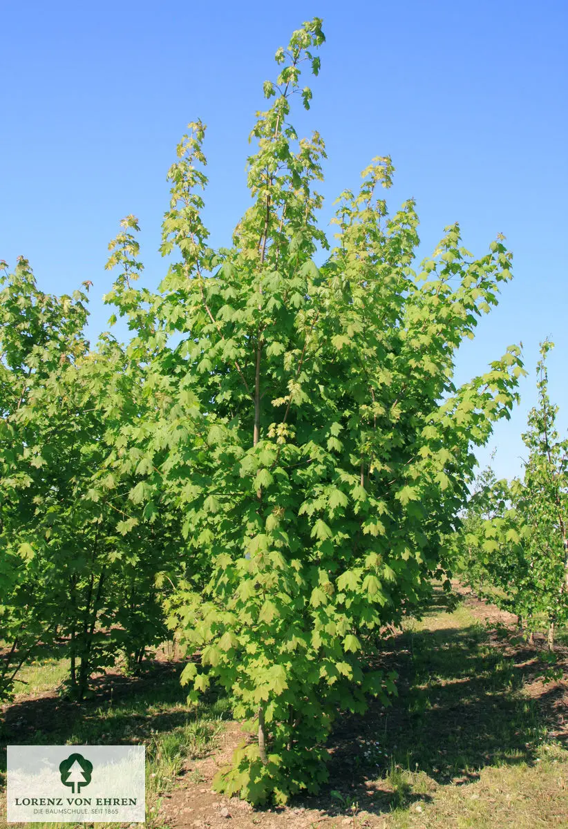 Von unten bewachsener Acer platanoides