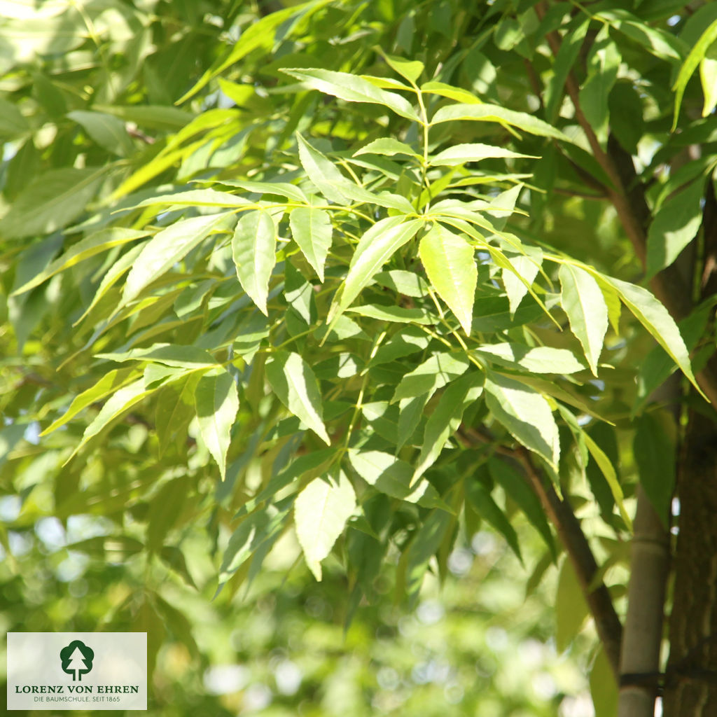 Fraxinus pennsylvanica 'Summit'