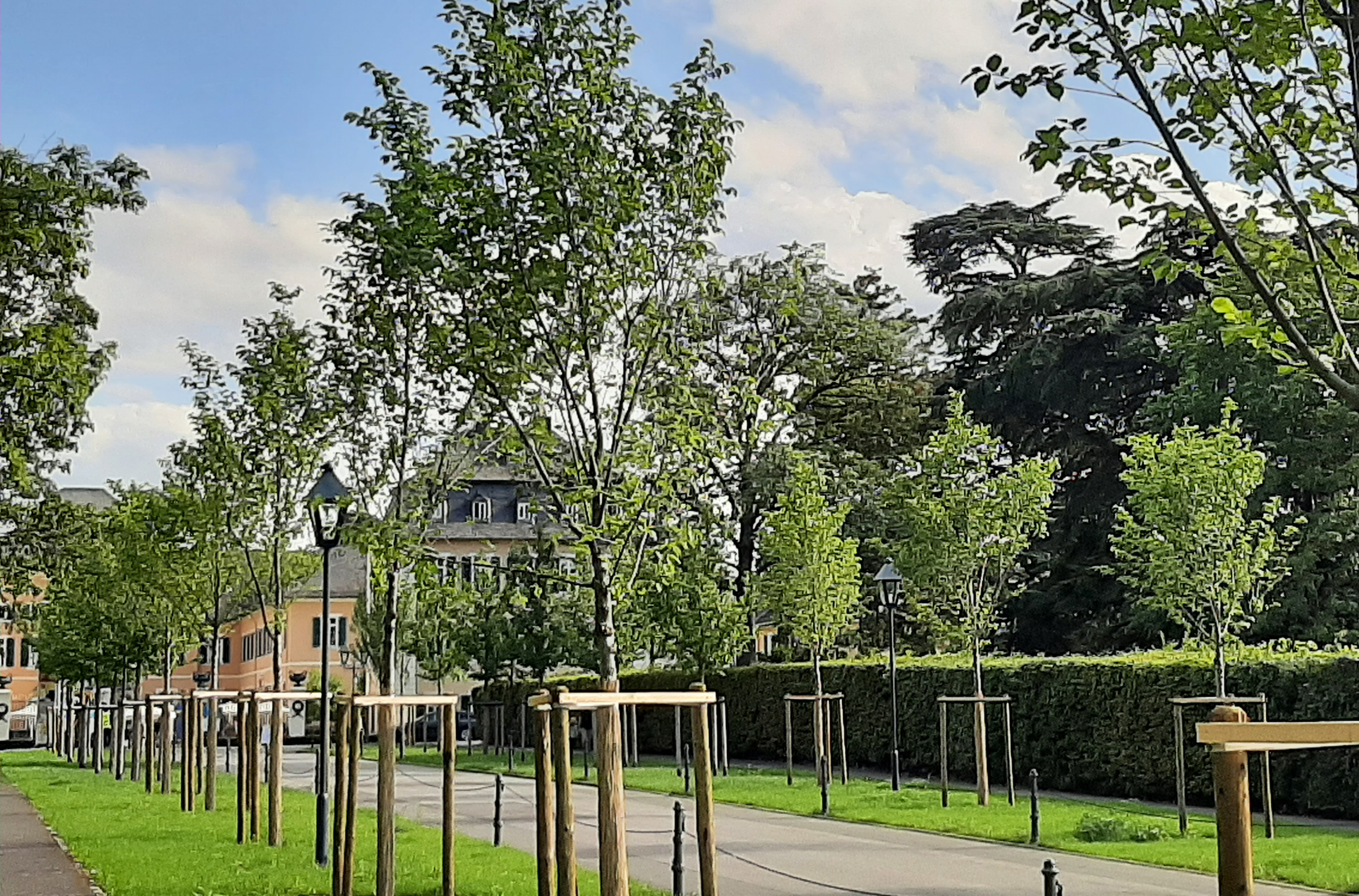 Junge Bäume säumen den Wegrand