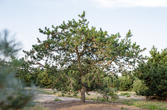Pinus banksiana Unikat Breiter als hoch und traumschön steht diese Kiefer in der Baumschule Lorenz von Ehren
