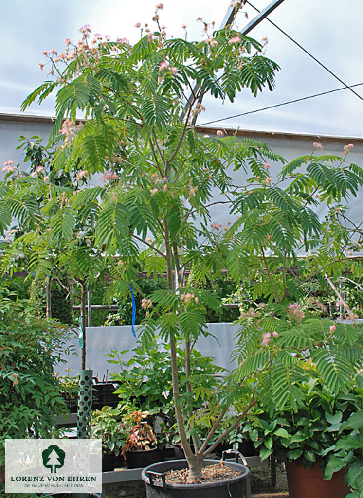 Albizia julibrissin