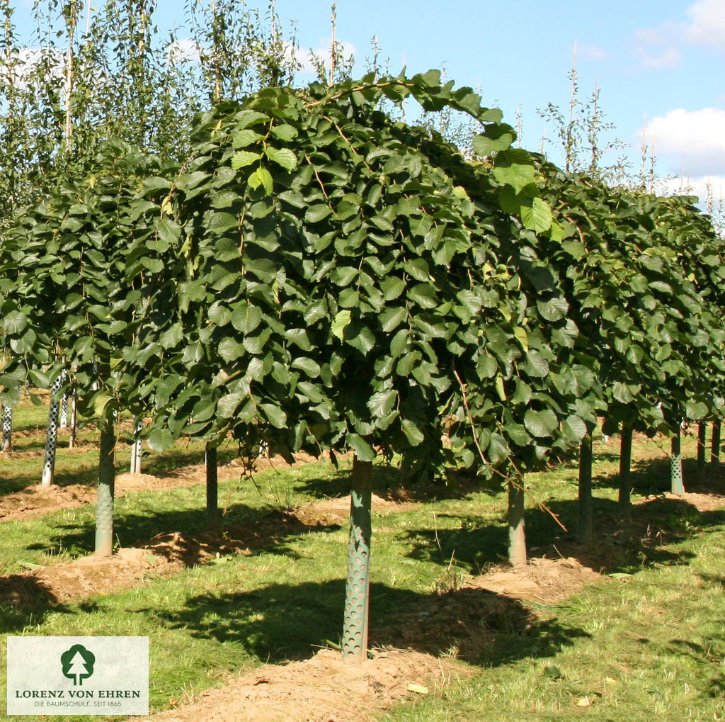 Ulmus glabra 'Pendula'