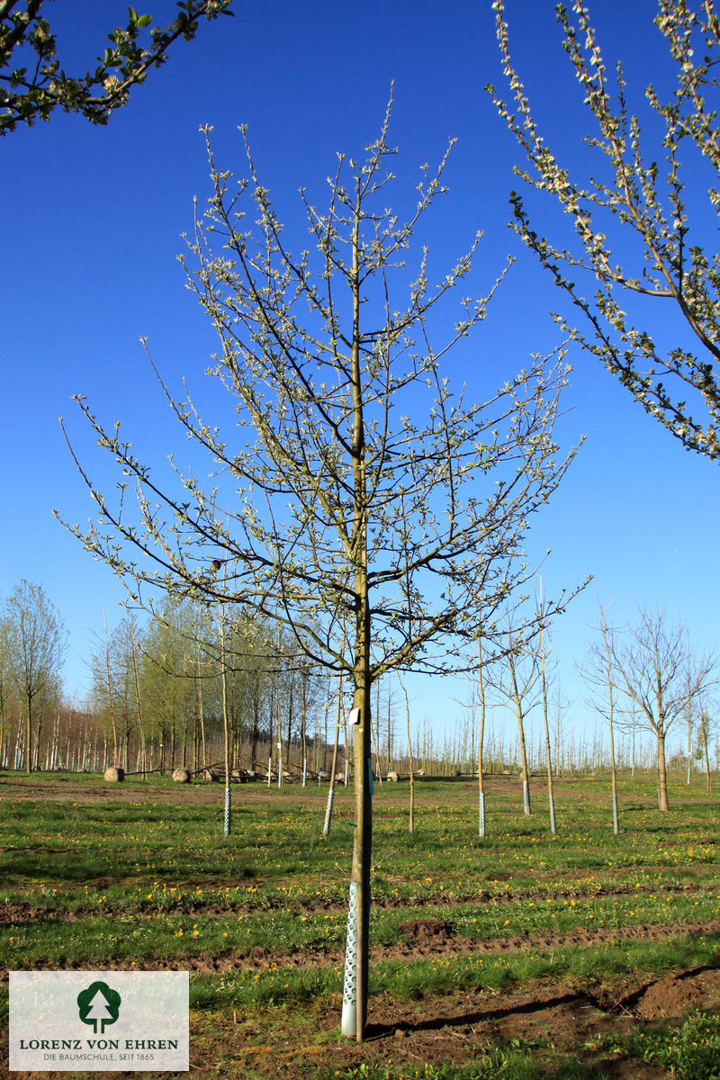 Malus domestica 'Elstar'