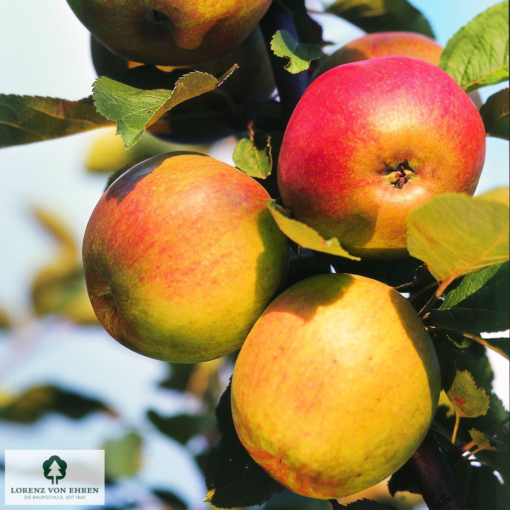 Malus domestica 'Schöner Von Boskoop'