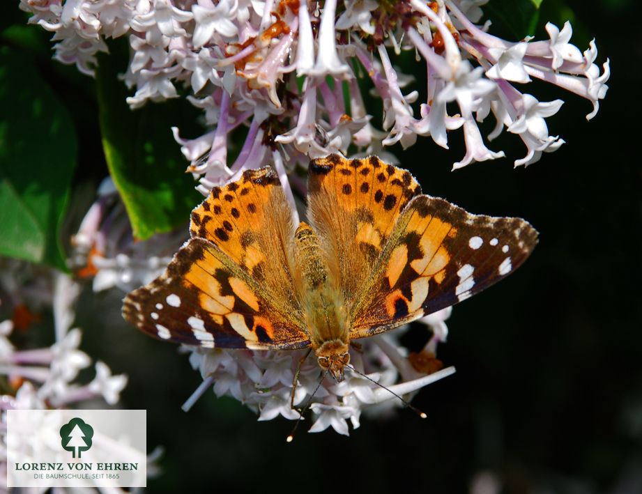 Syringa patula 'Miss Kim'