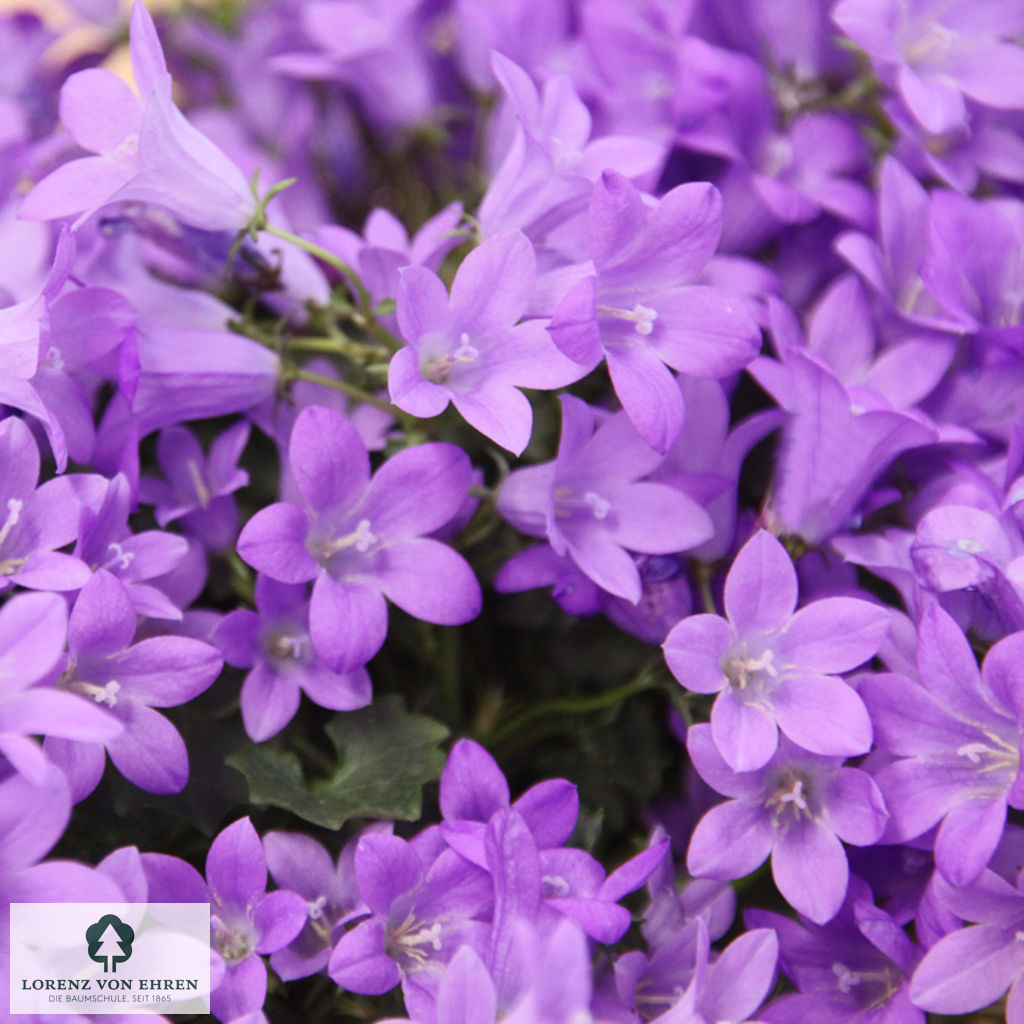 Campanula poscharskyana 'Blauranke'