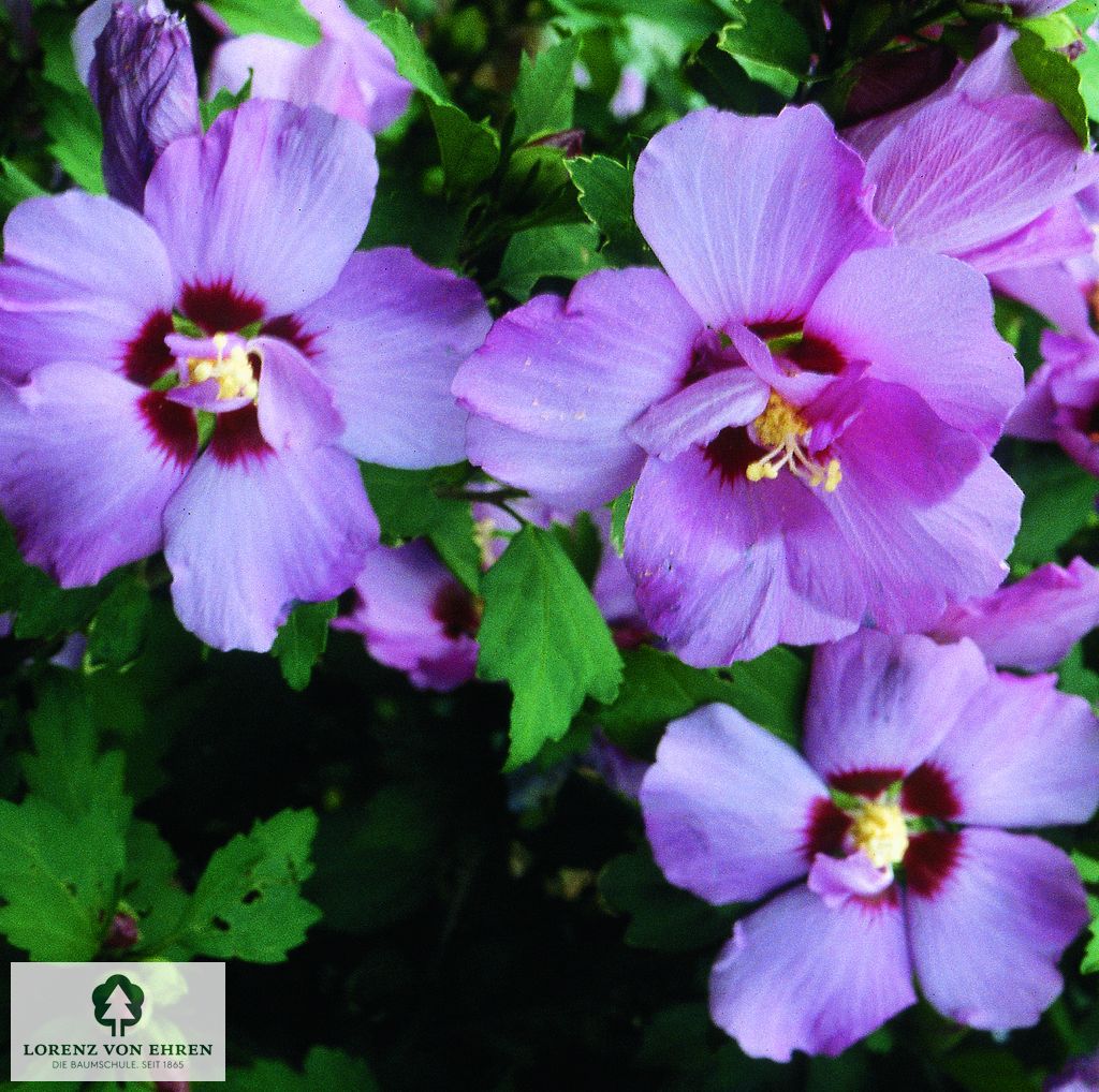 Hibiscus syriacus 'Pink Giant'