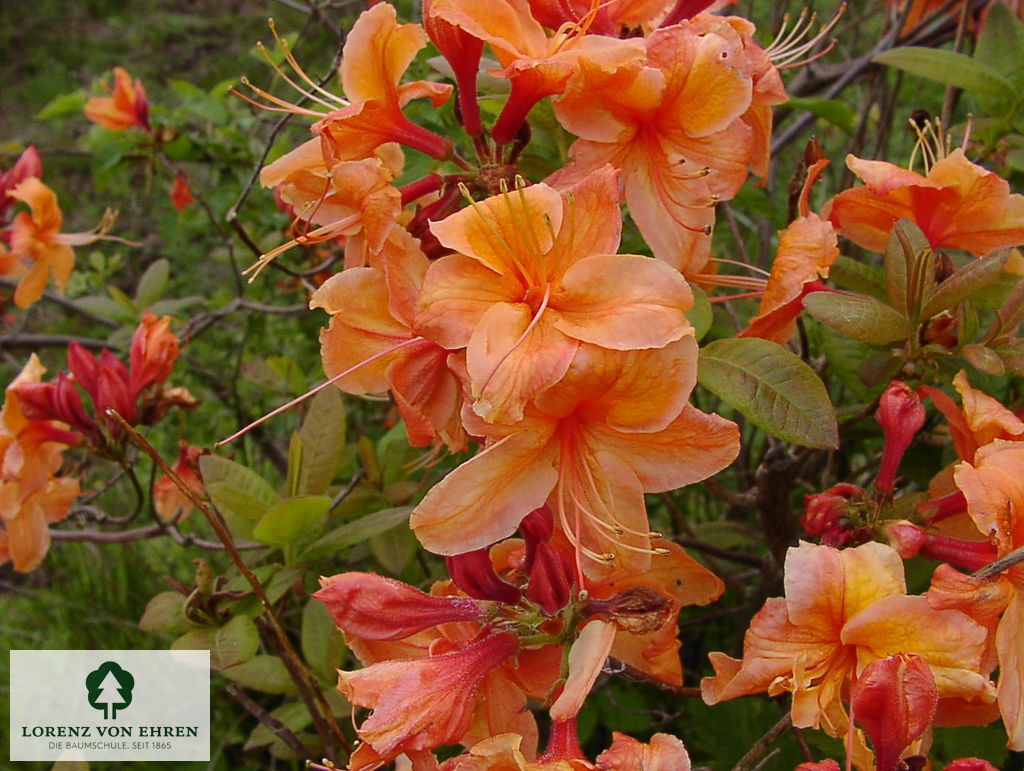 Rhododendron Azalea 'Satan'