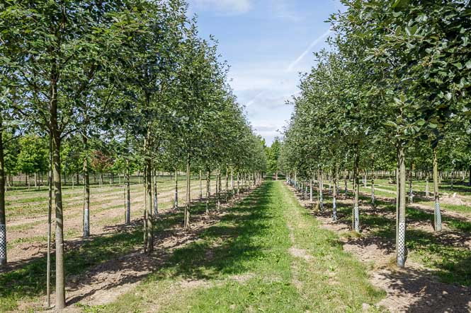 Sorbus intermedia Brouwers bei von Ehren In der Baumschule Lorenz von Ehren stehen Mehlbeeren