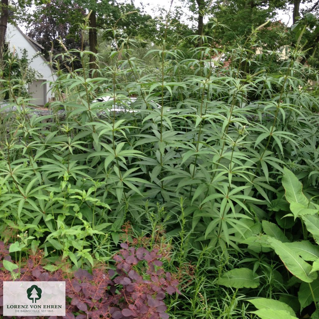Veronicastrum virginicum