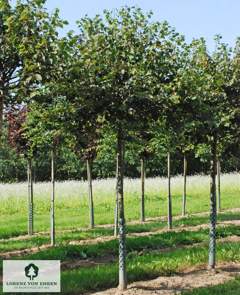 Tilia cordata 'Green Globe'