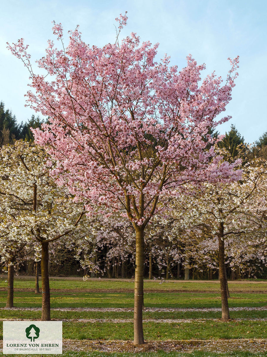 Prunus sargentii