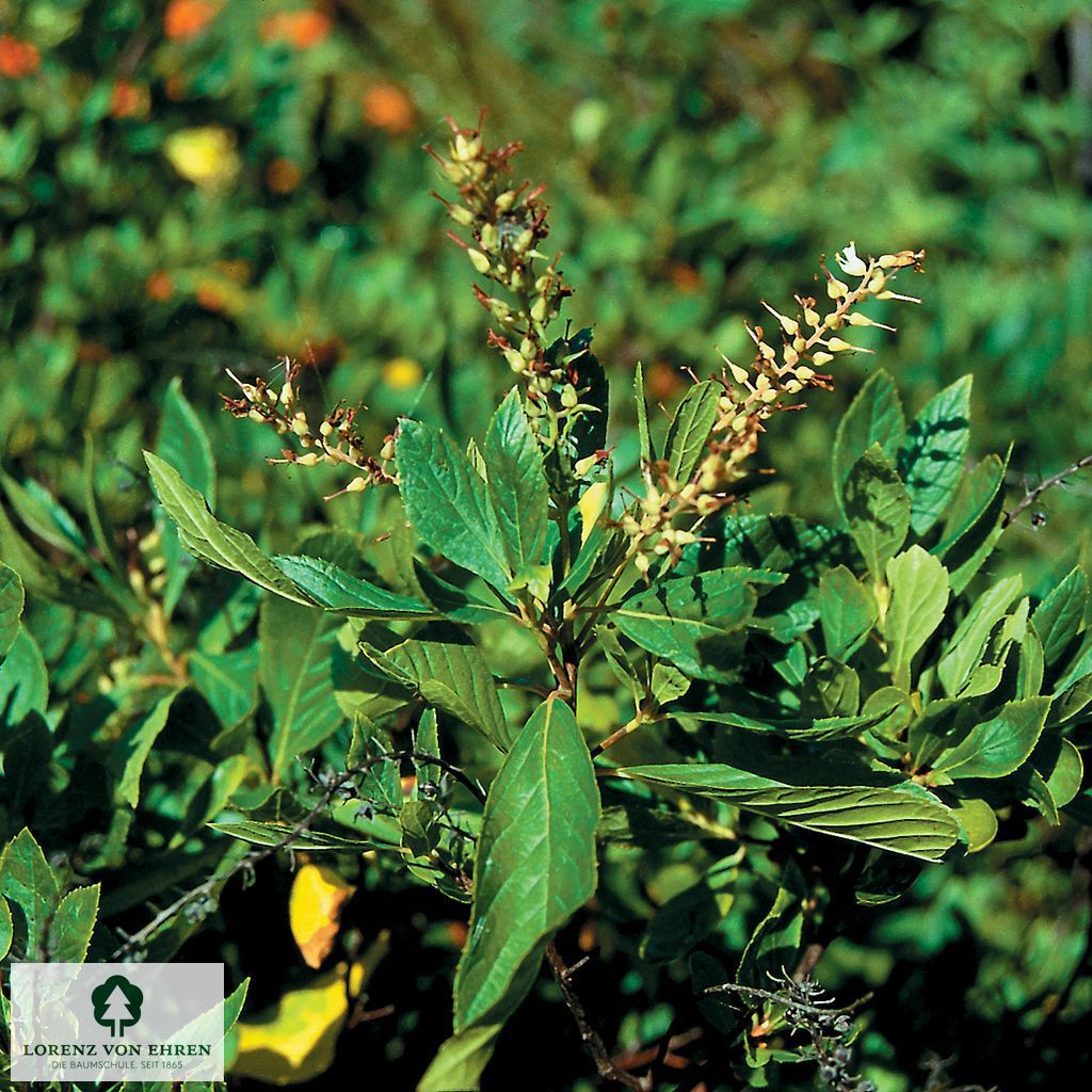 Clethra alnifolia