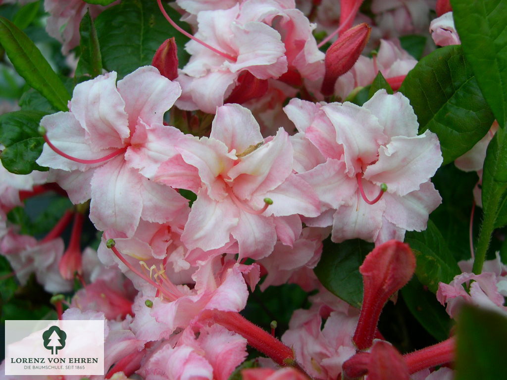 Rhododendron Azalea 'Corneille'