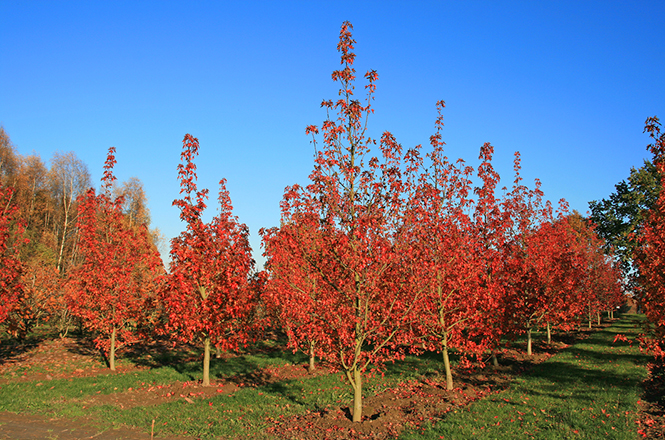 Knallrote Herbstfärbung der Amberbäume