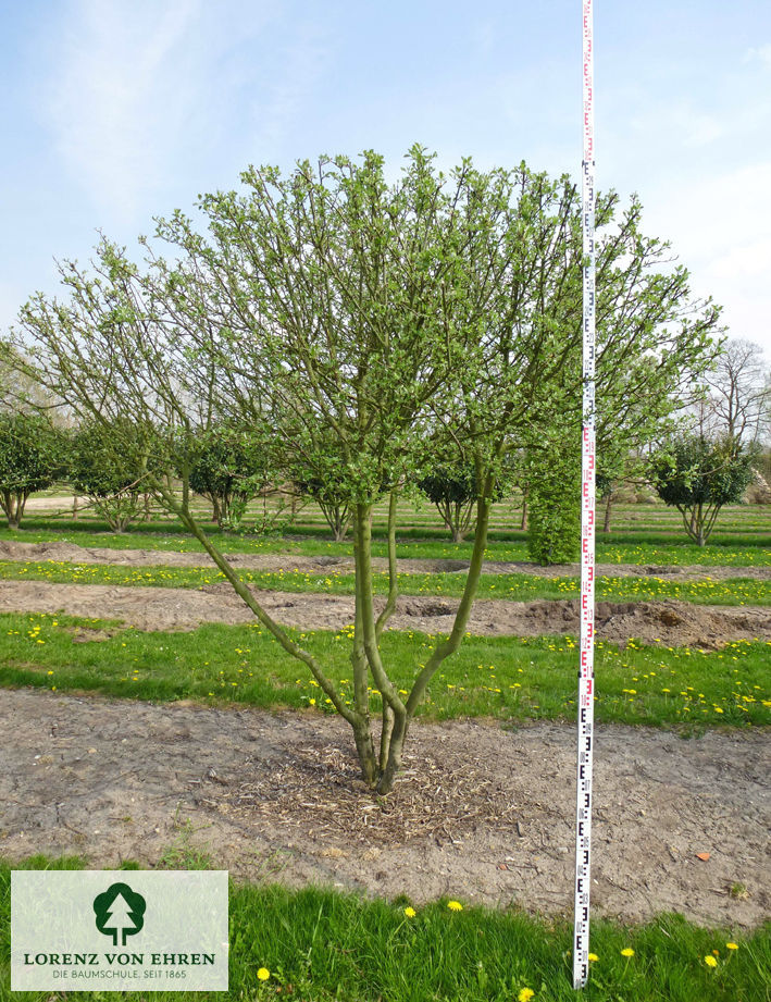 Malus 'Wintergold'