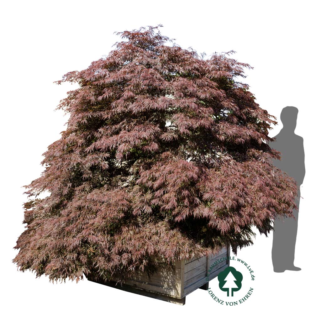 Acer palmatum 'Dissectum Nigrum'