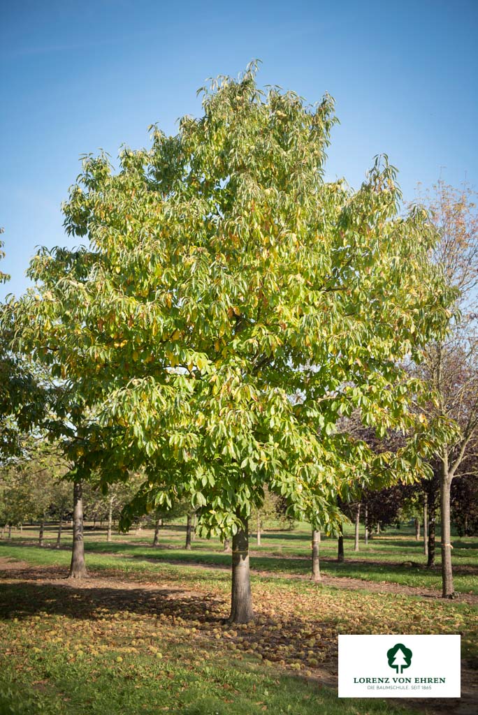 Castanea sativa Unikat