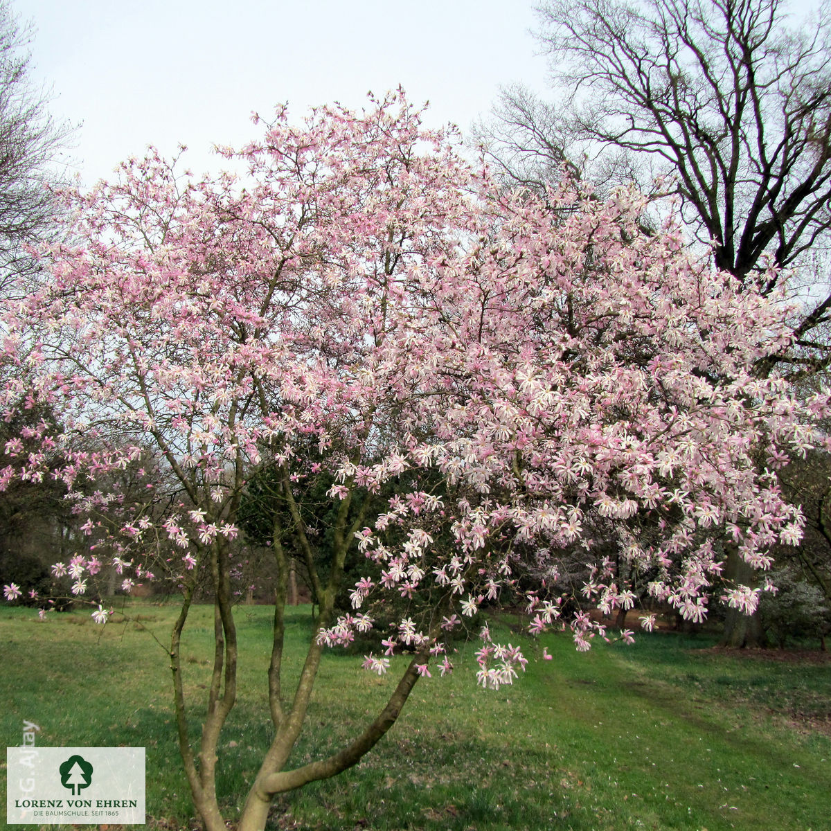 Magnolia loebneri 'Leonard Messel'