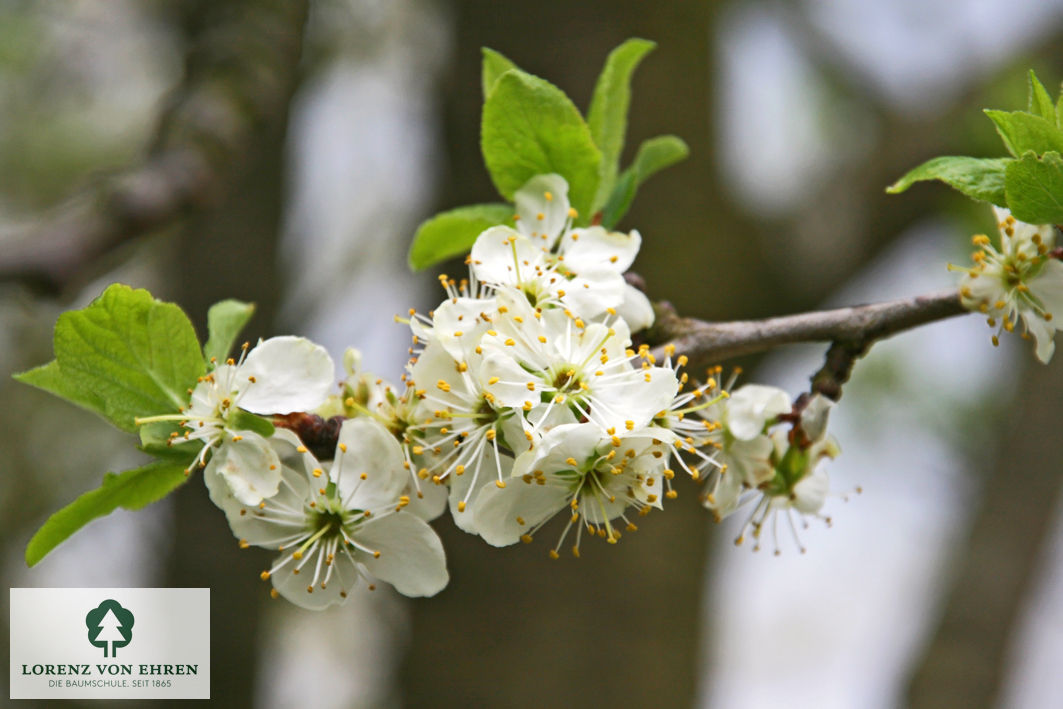 Prunus domestica 'Oullins Reneklode'