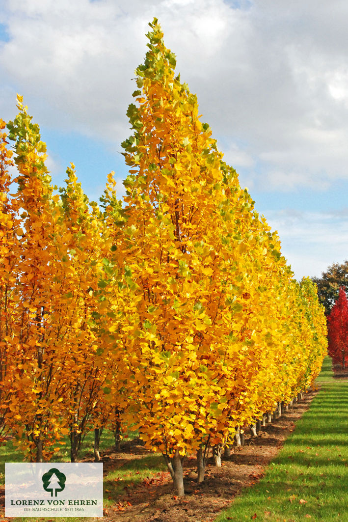 Liriodendron tulipifera 'Fastigiatum'