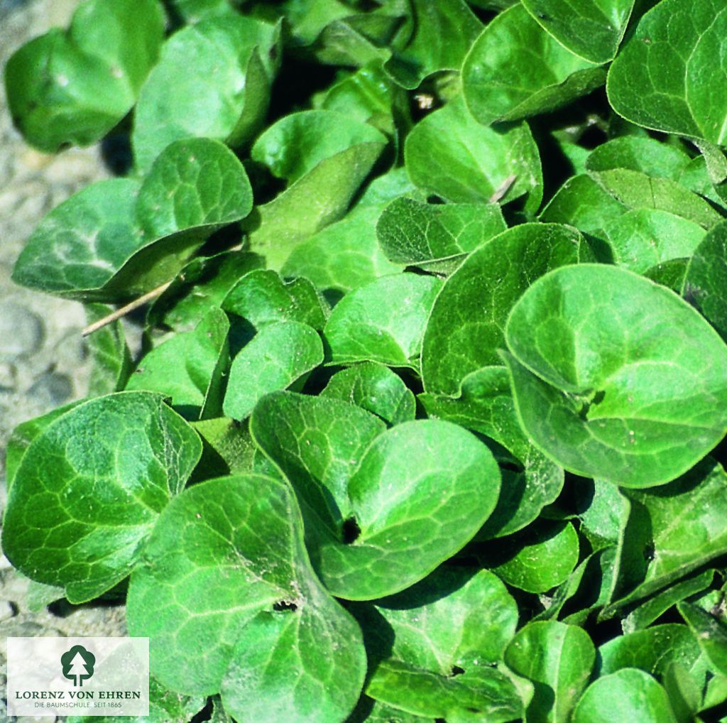 Asarum europaeum