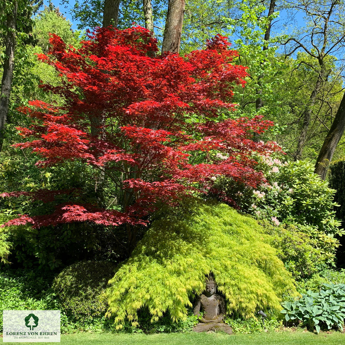 Acer palmatum 'Atropurpureum'