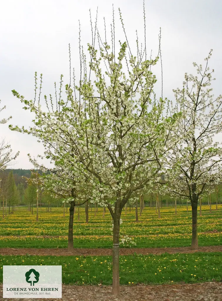 Prunus domestica 'The Czar'