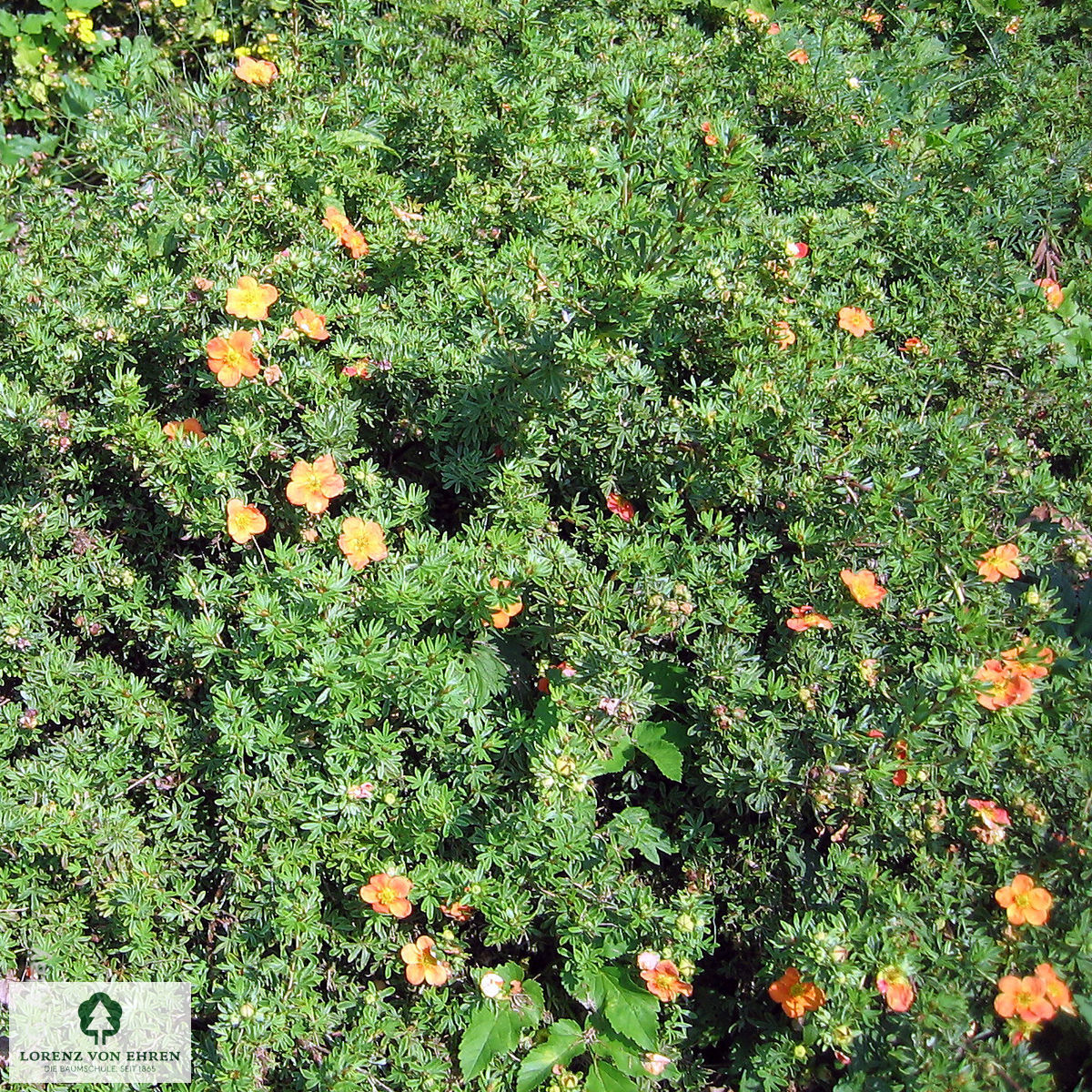 Potentilla fruticosa 'Red Ace'