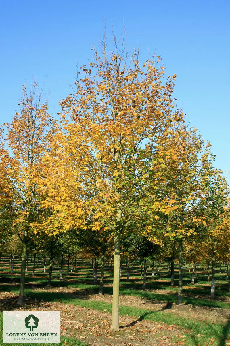 Acer pseudoplatanus 'Bruchem'