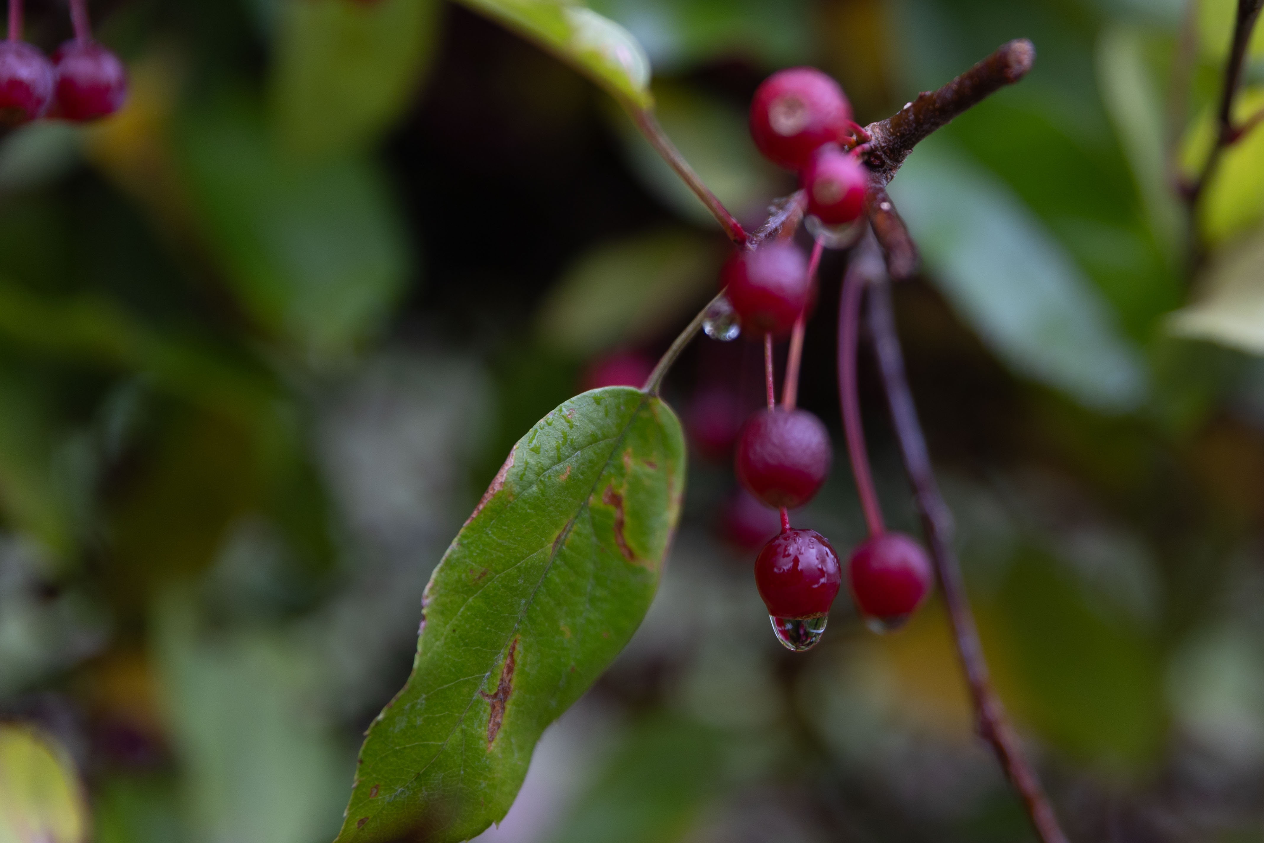 Malus toringo sargentii 'Eskilstuna' Unikat