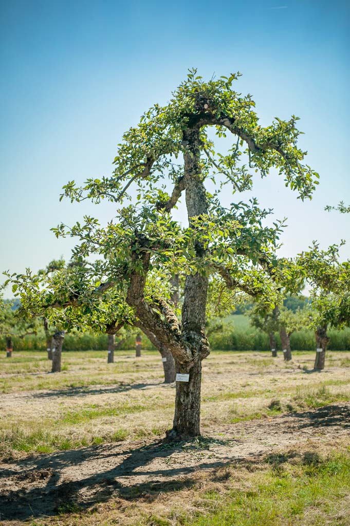 Apfel 'Holsteiner Cox' Unikat
