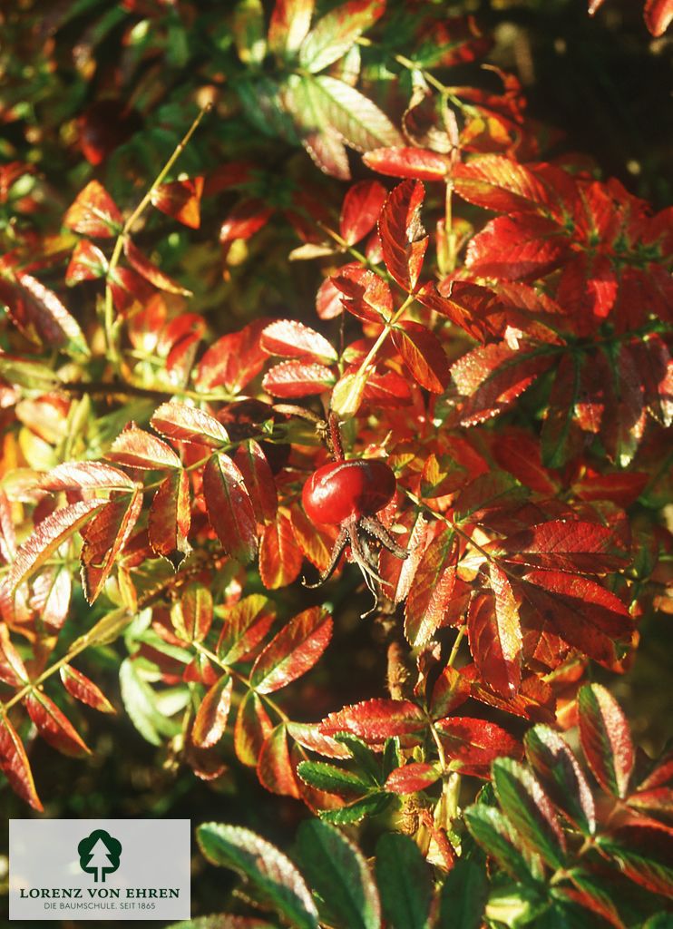 Rosa nitida